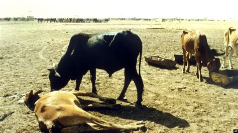 The Great Cattle Plague of 350: Examining the Societal and Economic Fallout on Early Southern African Societies